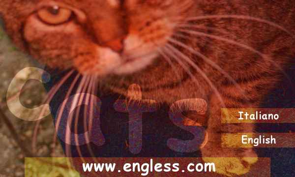 cats